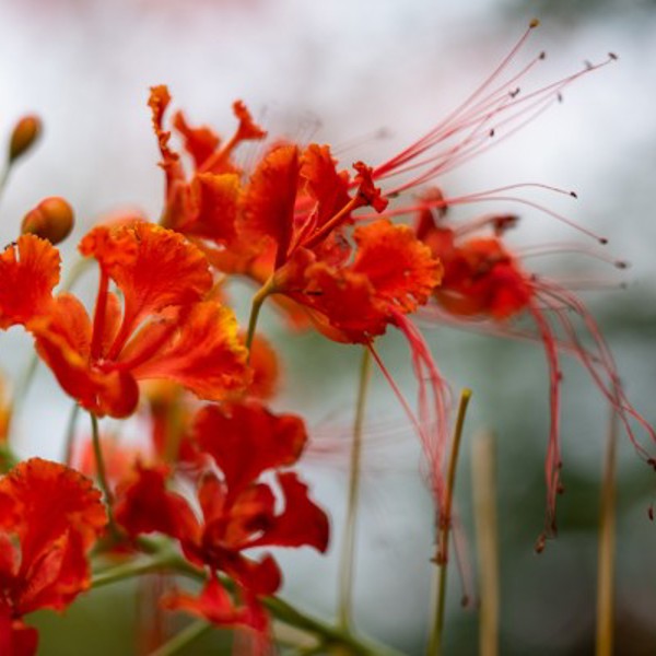 Tamarina golf course, Mauritius
