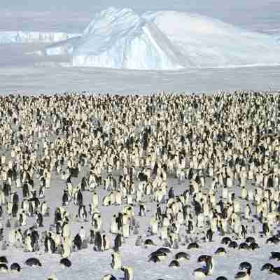 I:\AXUMIMAGES\Antarktis\Emperorpenguins