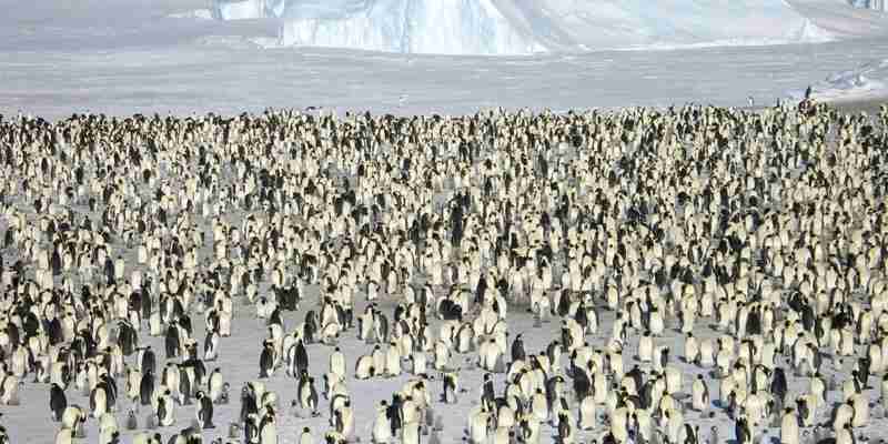 I:\AXUMIMAGES\Antarktis\Emperorpenguins