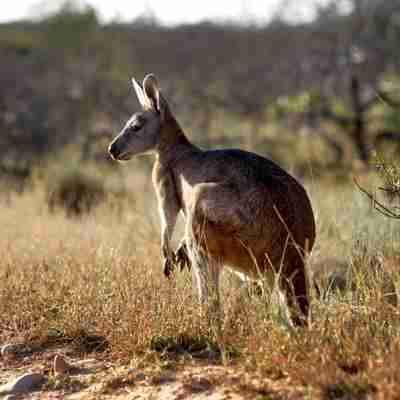 Stor rød kænguru, Australien