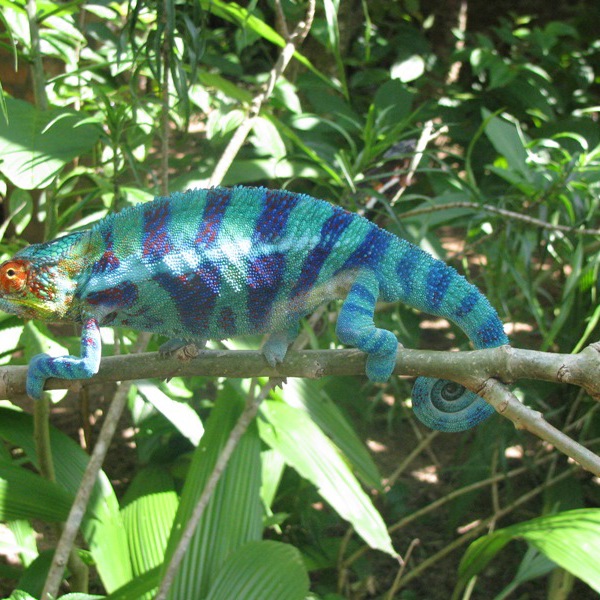 Kamæleon i Andasibe National Park