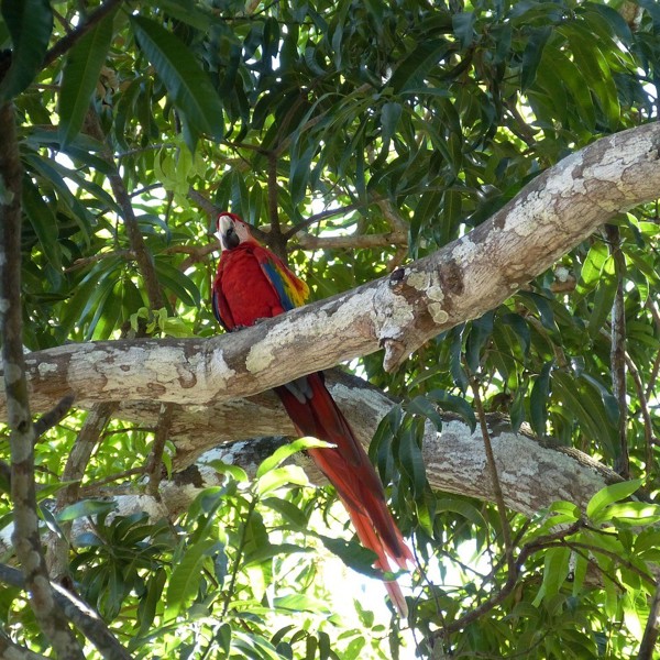Ara, Costa Rica