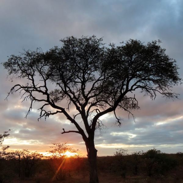 Kruger Nationalpark - Træ