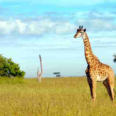 Enlig giraf på Masai Mara, Kenya