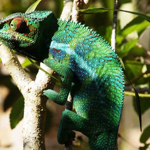 Madagaskar