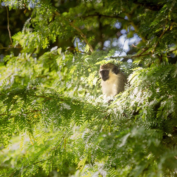 Barbados, abe i træ