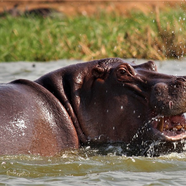 Flothest i Uganda