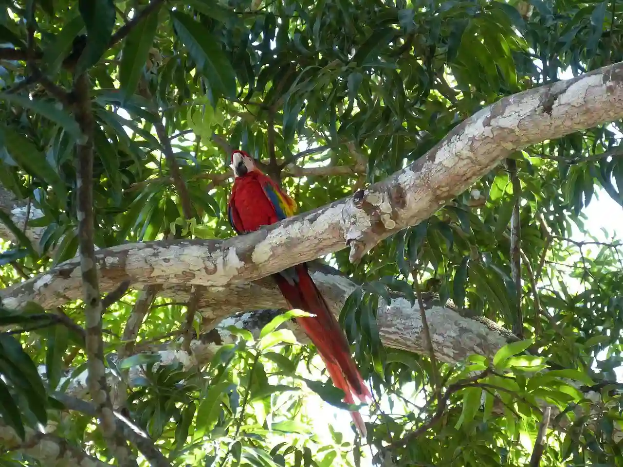 Ara, Costa Rica