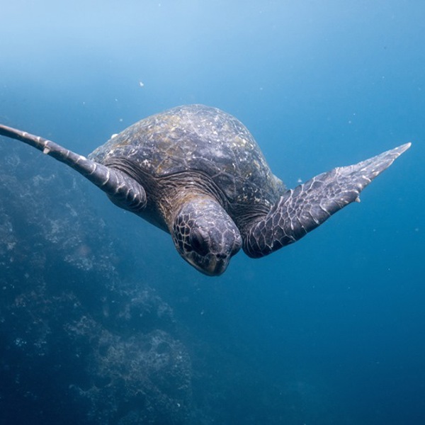 Unikt dyreliv på Galapagos