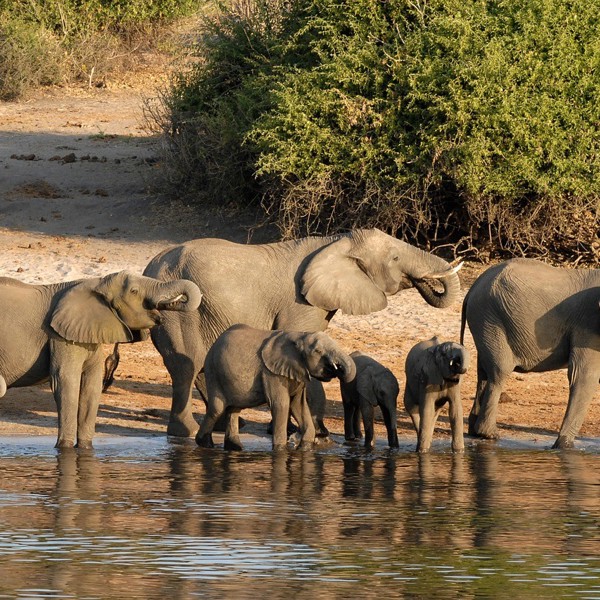 Botswana - Chobe Nationalpark