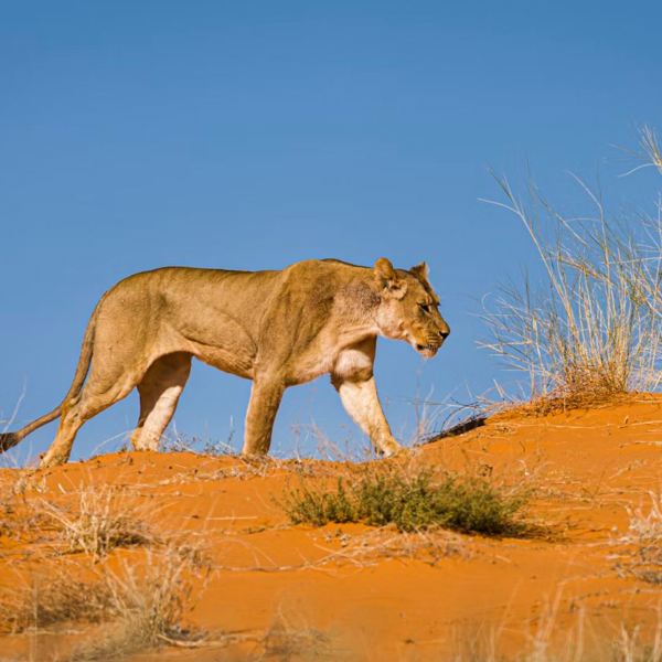 Sydafrika - Kgalagadi Tranfrontier Park