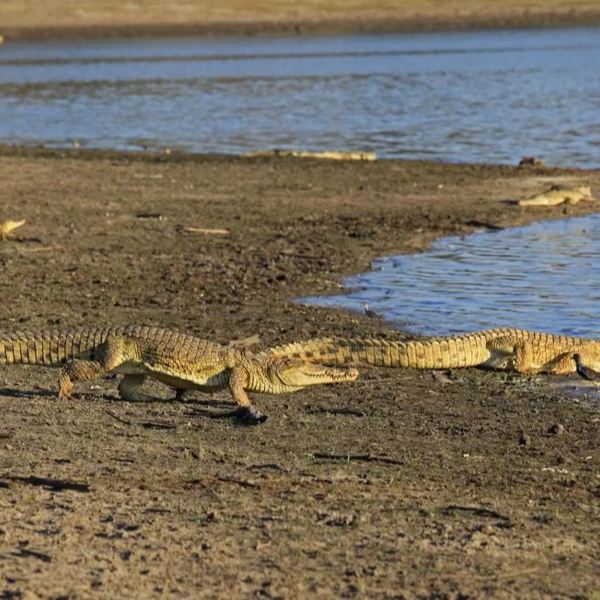 Tanzania - Nyerere Nationalpark - Krokodiller