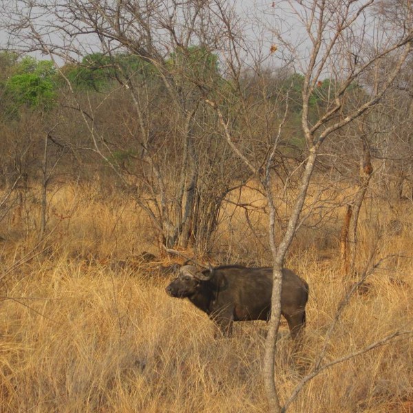 Nyanga National Park, Zimbabwe, Afrika
