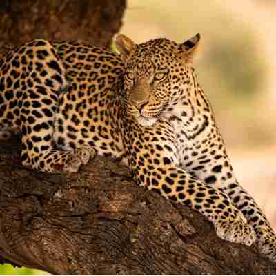 I:\AXUMIMAGES\Afrika\Botswana\Chobe\Leopard i træ