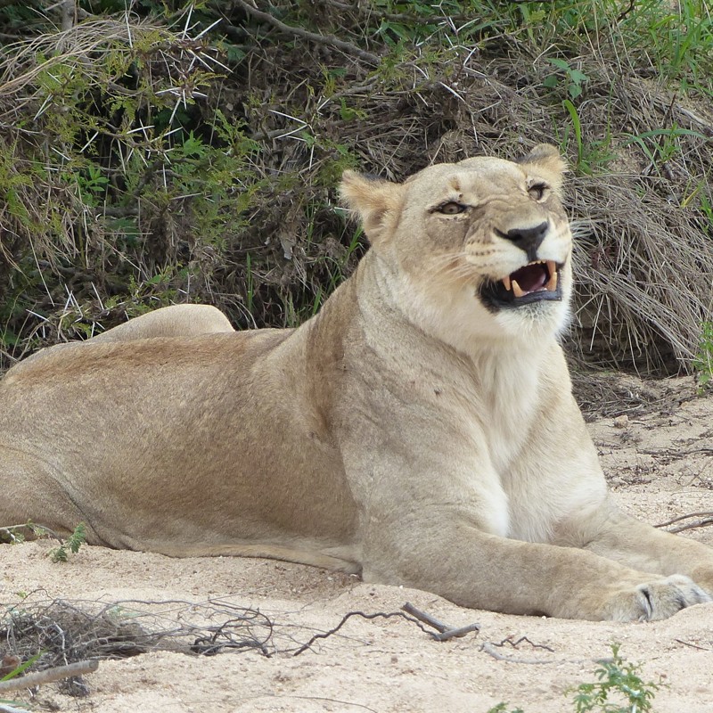 Hunløve med store bisser, Sydafrika