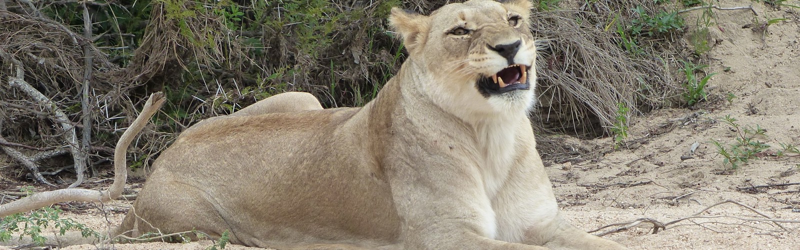 Hunløve med store bisser, Sydafrika