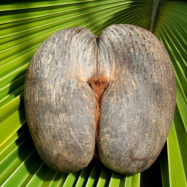 Coco De Mer Nut