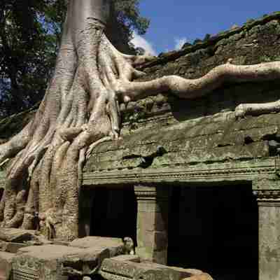 Her er rødderne ikke fjernet fra templerne, Angkor Wat, Siem Reap, Cambodia
