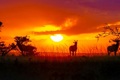 Maasai mara unsplash 3