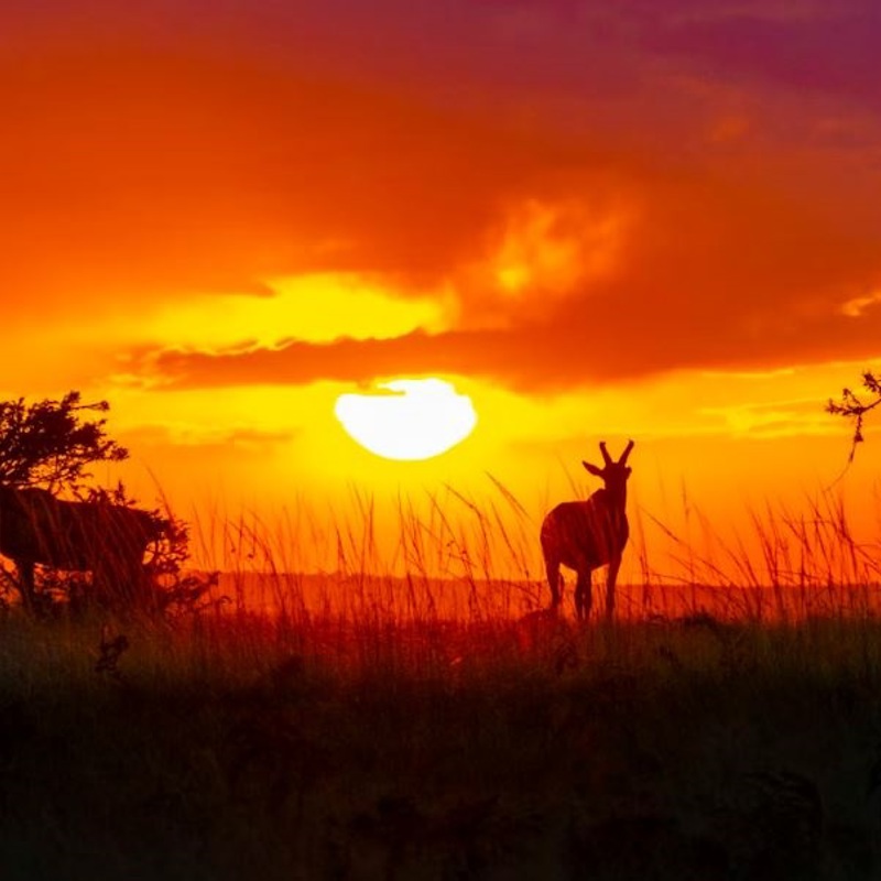 Maasai mara unsplash 3