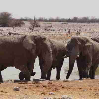 Elefanter i vandhul, Etosha, Namibia