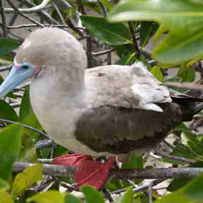 Rigt fugleliv på Galapagos rejse