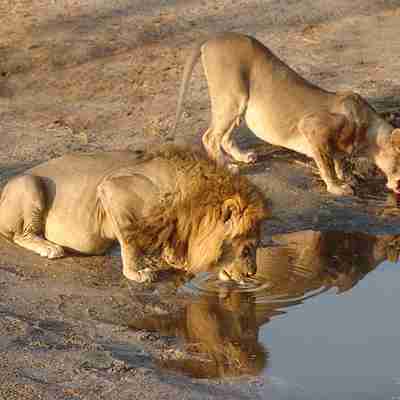 Tørstige løver, Kenya safari