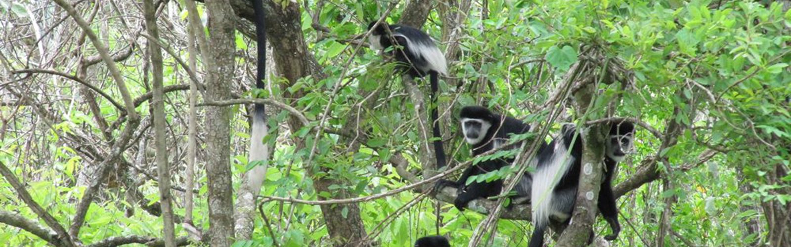 I:\AXUMIMAGES\Afrika\Uganda\Kibale Forest\Colobuses-crop