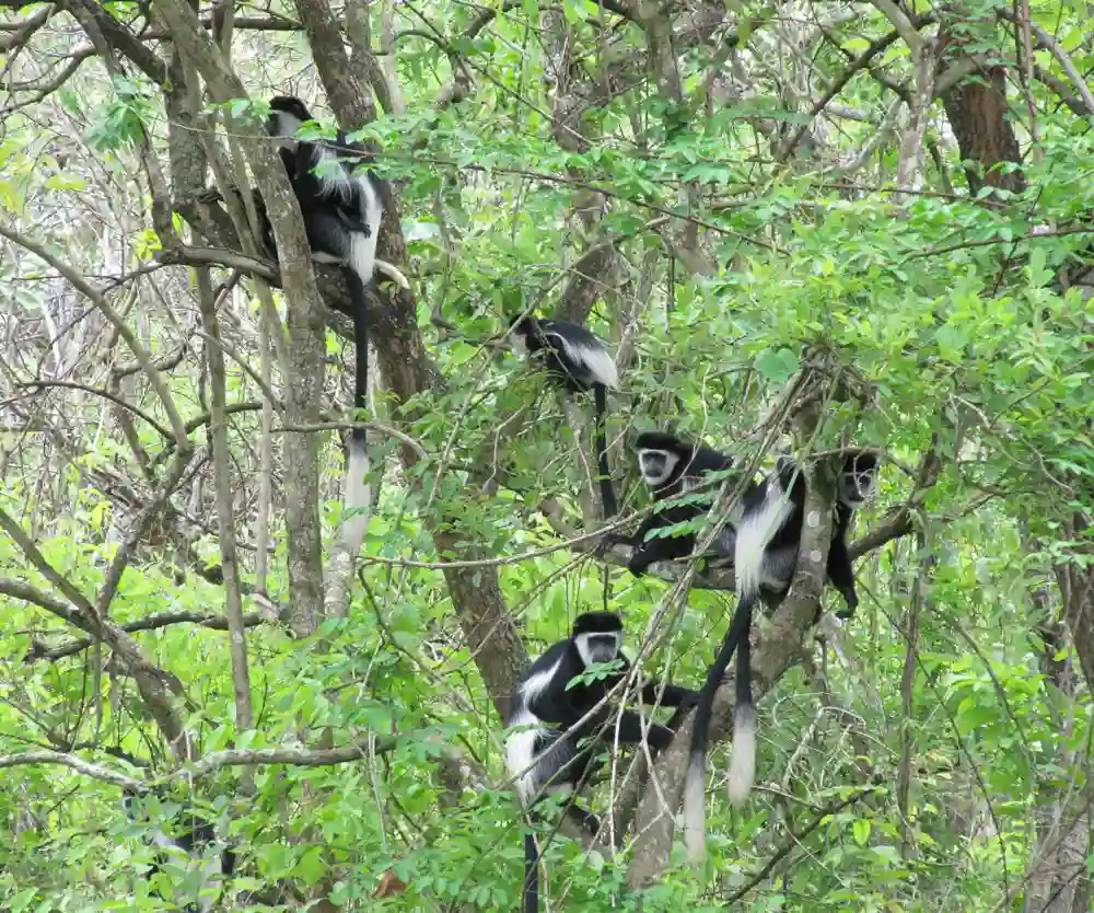 I:\AXUMIMAGES\Afrika\Uganda\Kibale Forest\Colobuses-crop