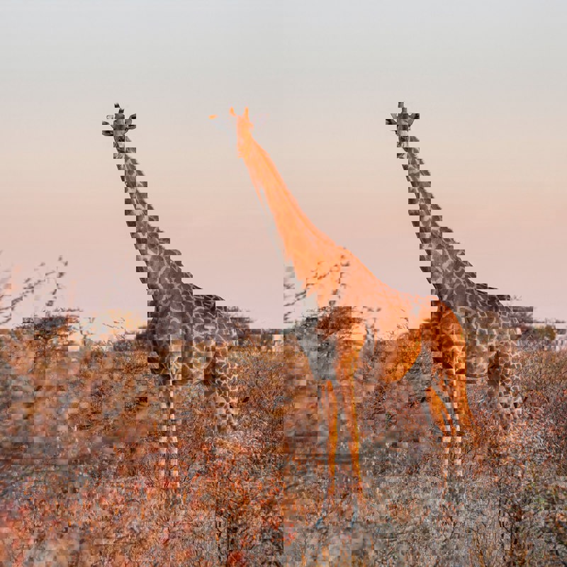 chris-stenger-uratNQhisao-unsplash