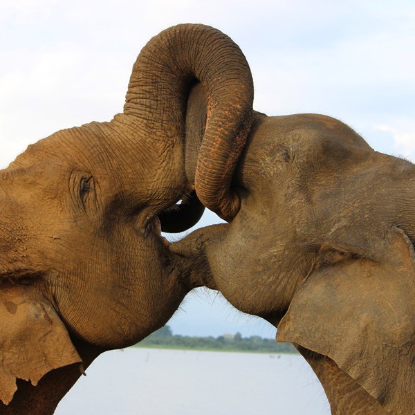 Elefanter i nationalpark