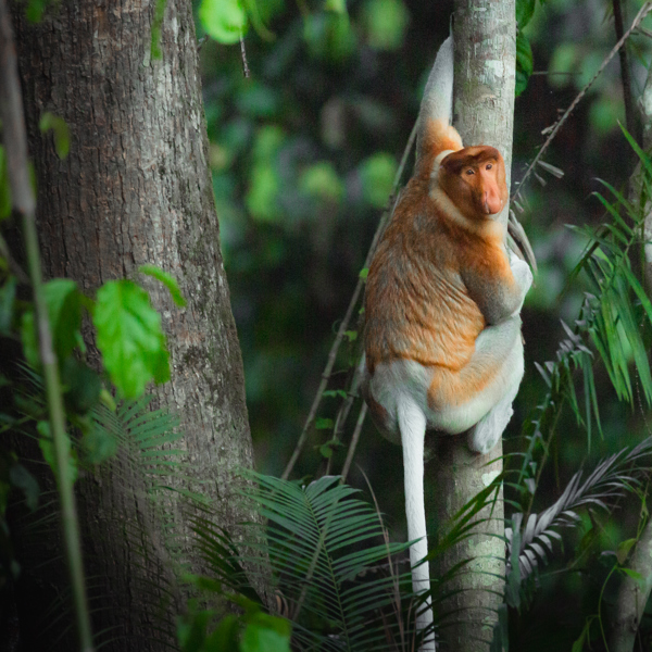 Kinabatangan