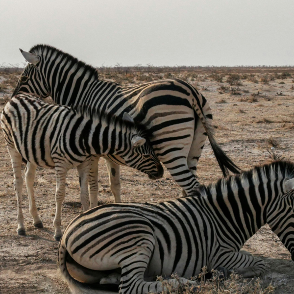 three Zebras standig in a group on the savanna