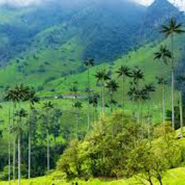 Cocora Valley