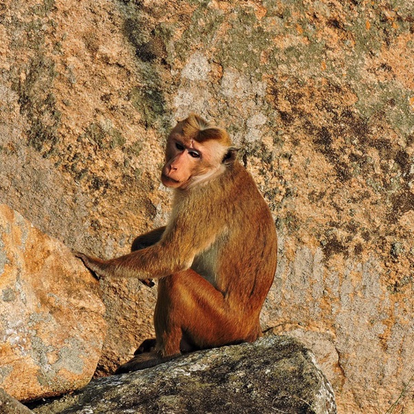 Sri Lanka - Mihintale - Abe