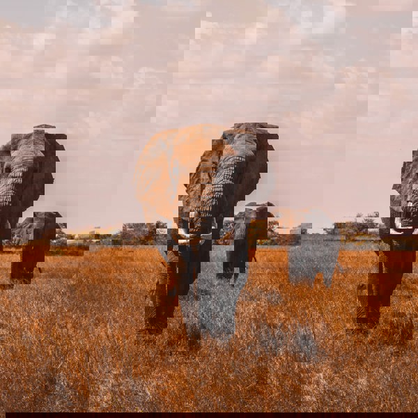 Serengeti Nationalpark, safari i Tanzania