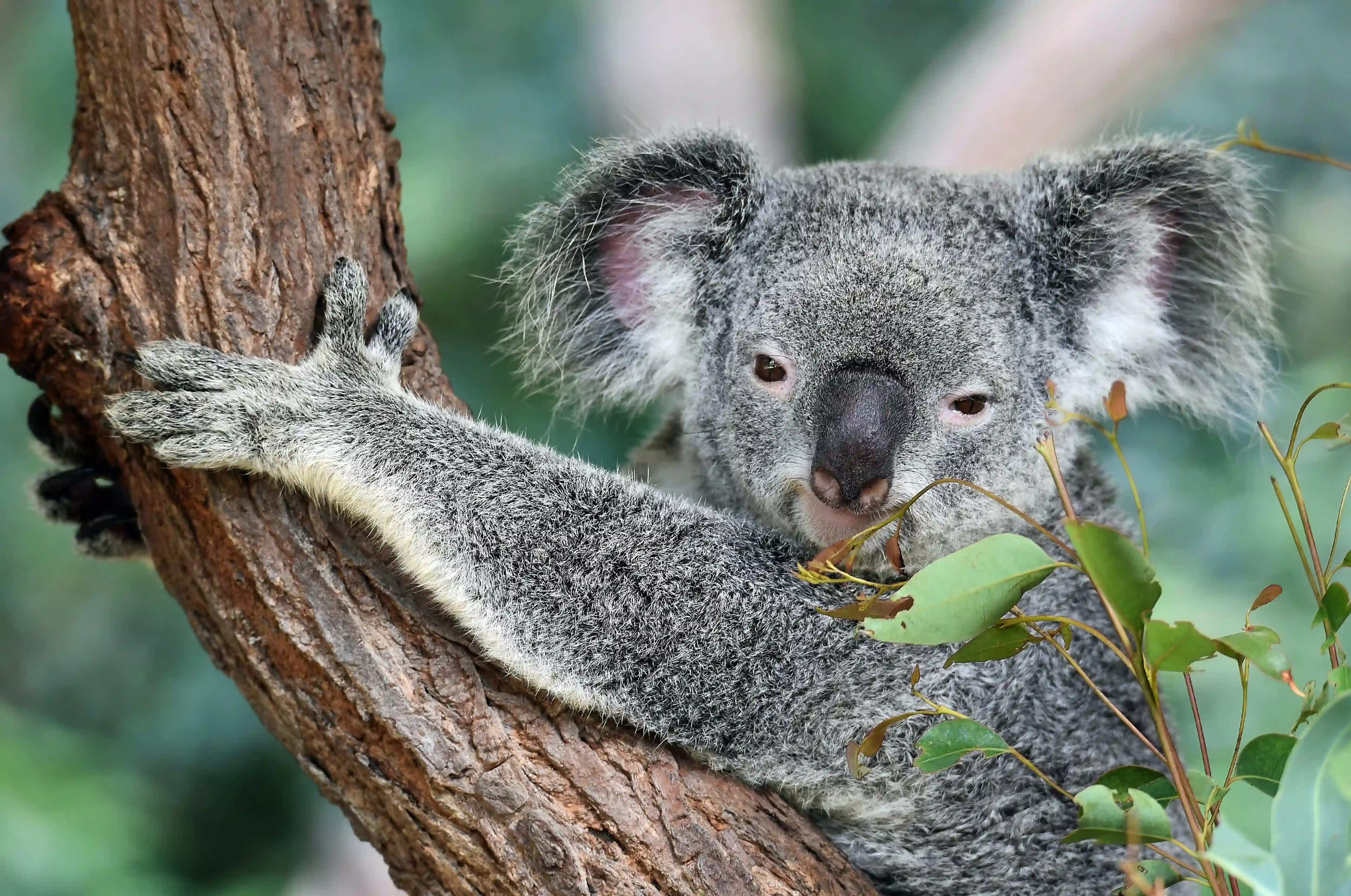 Koala Kuranda