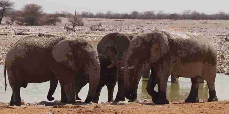Elefanterne mødes i vandhullet, Etosha, Namibia