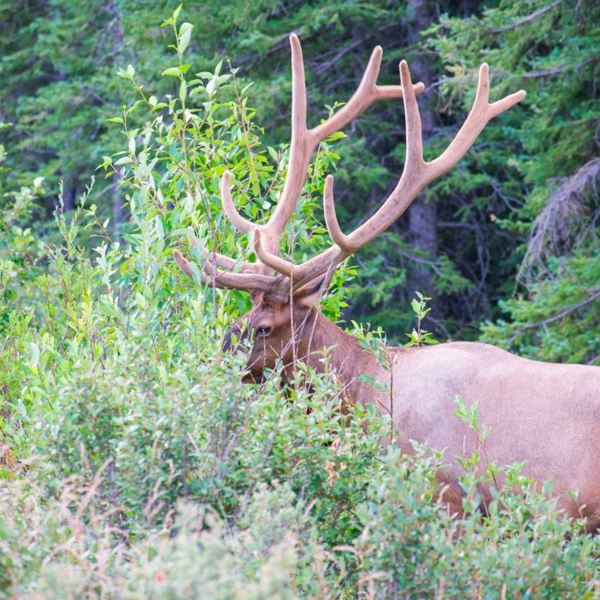 Elg/wapiti i Banff National Park Canada