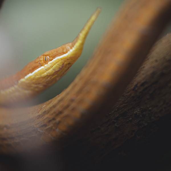 Nærbillede af slange fra Madagaskar