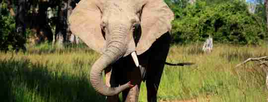 I:\AXUMIMAGES\Afrika\Zambia\Luangwa\North Luangwa\Elephant