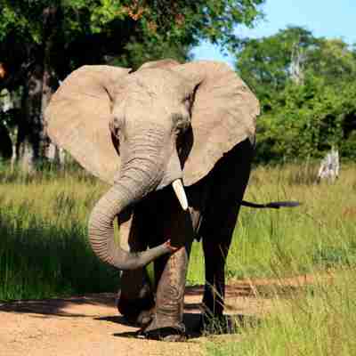 I:\AXUMIMAGES\Afrika\Zambia\Luangwa\North Luangwa\Elephant