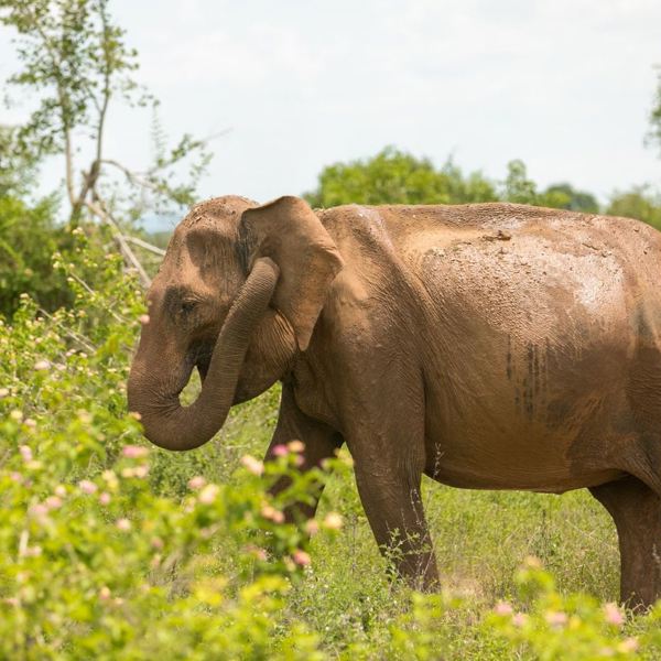 Sri Lanka - Elefant