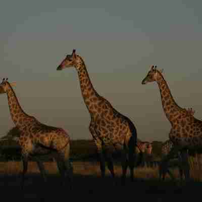 I:\AXUMIMAGES\Afrika\Botswana\Nxai Pan\3 giraffer kigger ud over Nxai Pan, Botswana