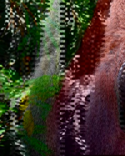 Borneo - et naturparadis uden lige