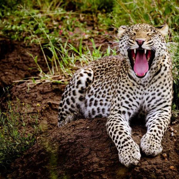 Tanzania - Ruaha Nationalpark