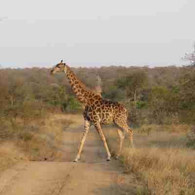 Giraf krydser vejen, Sydafrika