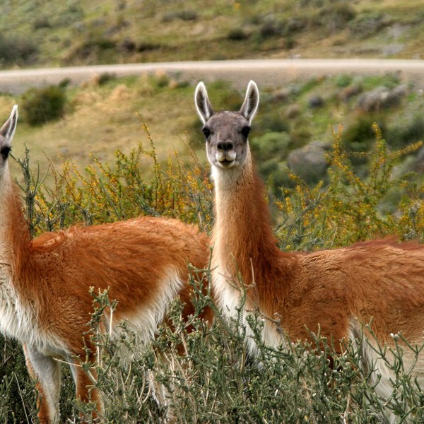 EcoCamp, Patagonien, Chile