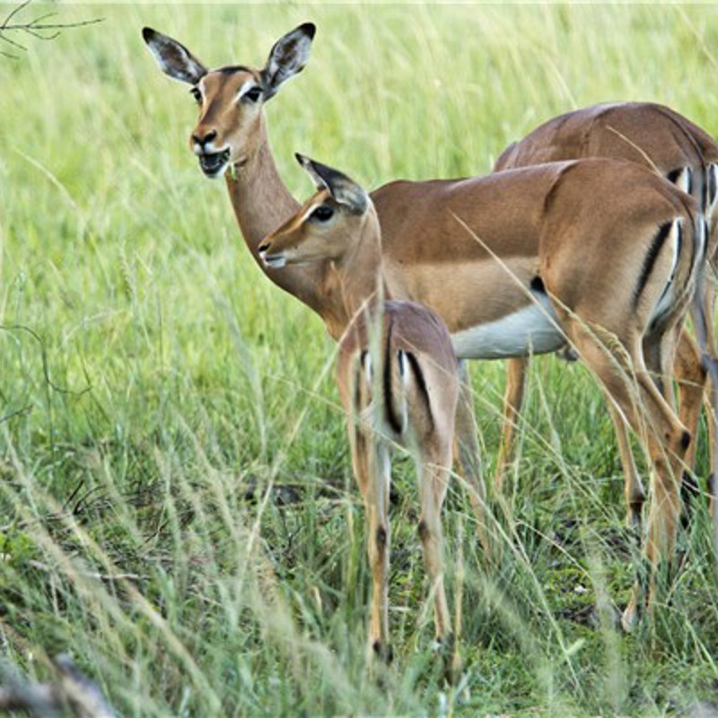 Springboks, Phinda Private Game Reserve, Sydafrika