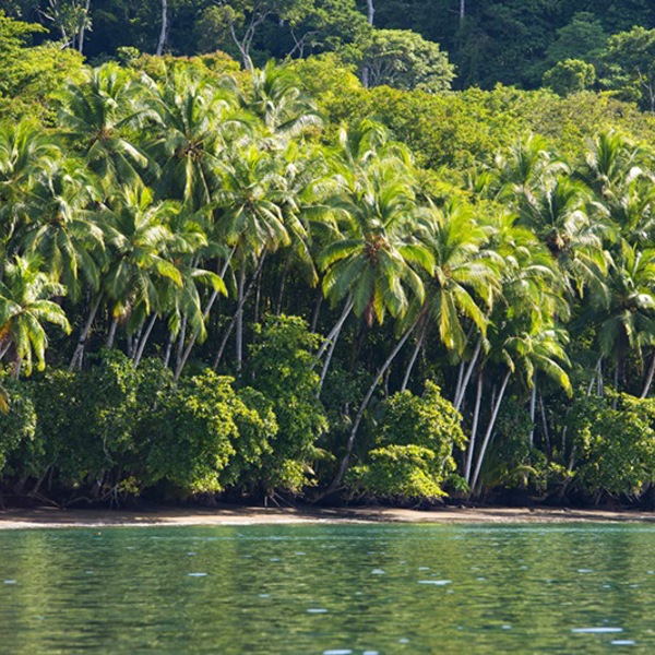 Palmeskov i Corcovado